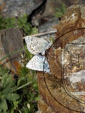 Голубянка Четверикова 002